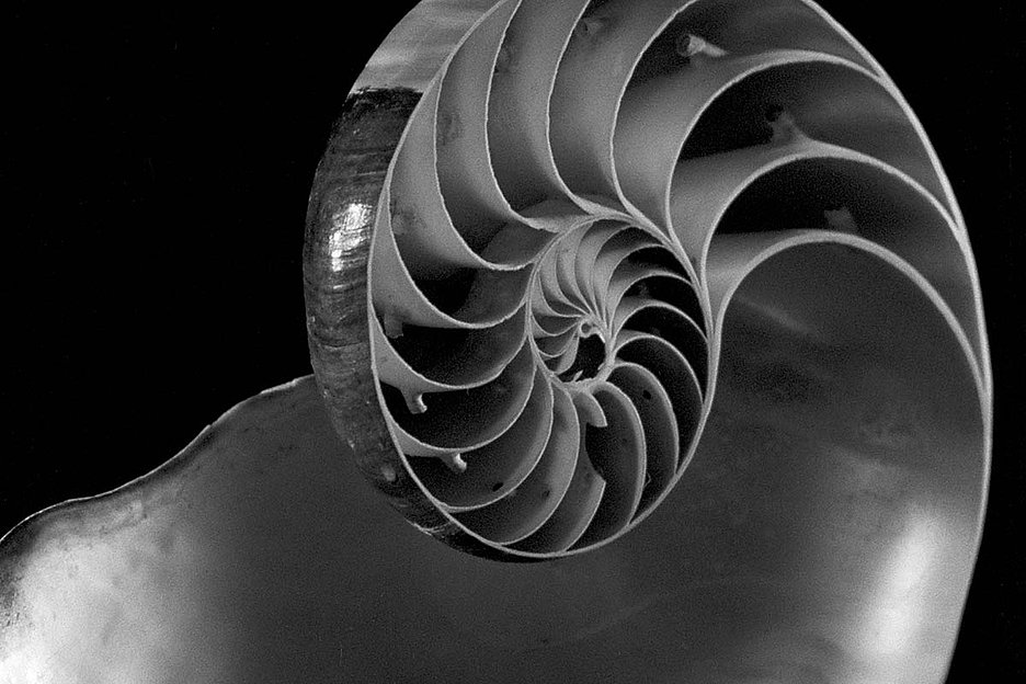 Baumeisterin Natur: »Spiel der Spiralen. Von der Architektur der Meeresschnecken« (1951)