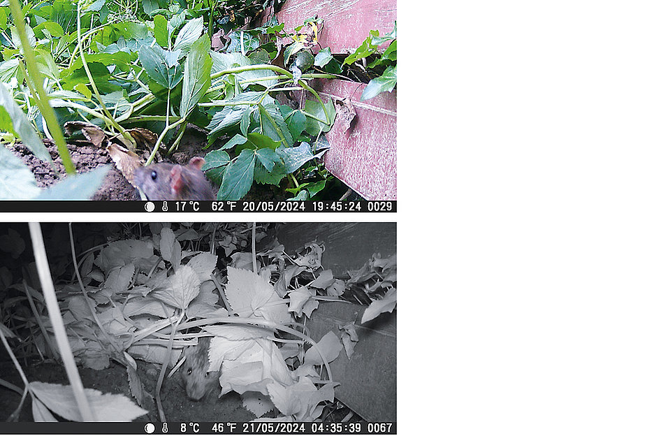 Gemeinschaftsgarten mit Ratte