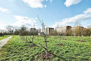 Nachhaltiges Versicherungsprodukt: Obstbäume auf dem Gelände der Axa in Holweide