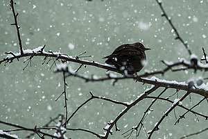 Zählobjekt bei der »Stunde der Wintervögel«: Amsel in ungeliebter Jahreszeit 