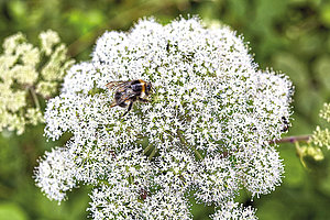 Landen bisher nicht auf der Agenda der Landespolitik: Bienen und andere Insekten