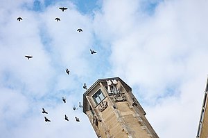 Zwei Pferde, ein Turm - Richmodishaus, Neumarkt