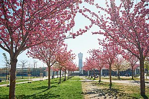 Bekommt der Wasserturm bald Gesellschaft? Blick vom Bürgerpark Kalk auf die Köln-Arcaden