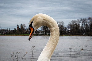 Nur er kommt hier noch rüber: Schwan in Langel mit Blick auf den Anleger Hitdorf