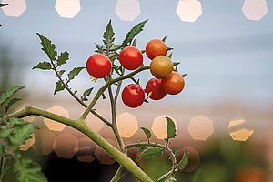 »Wer hilft, darf ernten«: Tomaten im Carlsgarten in Mülheim
