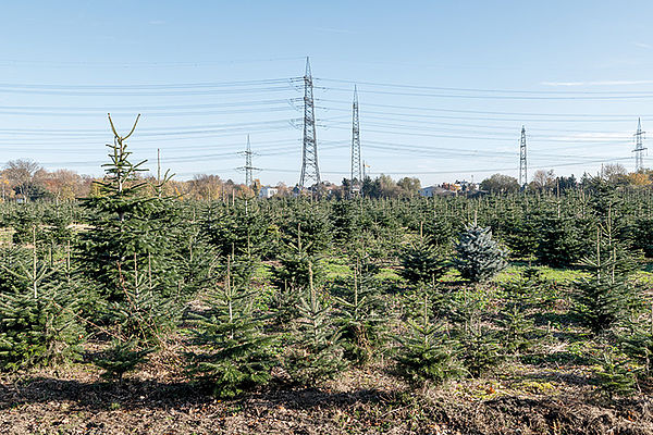 Schmucklos: Zukünftige Weihnachtsbäume am Gut Clarenhof in Frechen