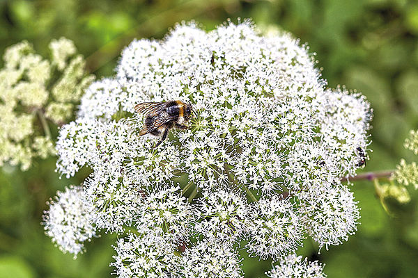 Landen bisher nicht auf der Agenda der Landespolitik: Bienen und andere Insekten