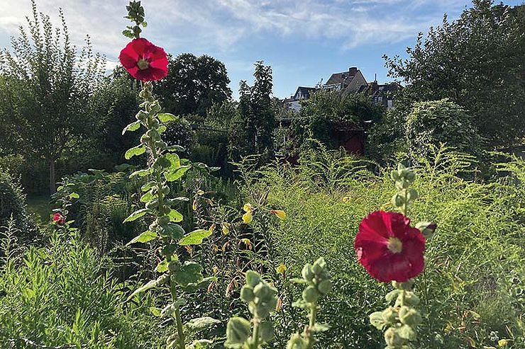 Wildwuchs, politisch beschlossen: Die neue Gartenordnung soll Kölns Kleingärten nachhaltiger machen