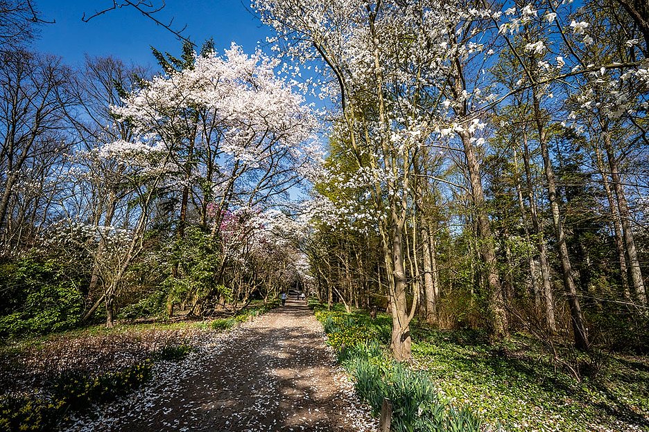 Foto: Dörthe Boxberg / Stadtrevue Forstbotanischer Garten