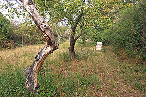 Verwunschenes Fleckchen Großstadt: Die Streuobstwiese in Worringen ist Lebensraum für Menschen, Tiere und Pflanzen, Foto: Jan Lüke