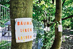 »Informationen vorenthalten«: Bedrohte Bäume im Grüngürtel