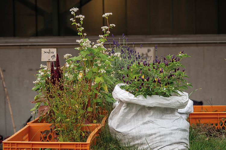 Foto: Dörthe Boxberg / Stadtrevue Blühende Landschaften: Urban Gardening in Köln