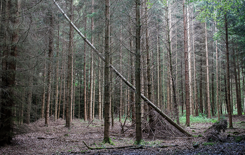 Foto: Thomas Schäkel / Stadtrevue »Bestimmte Baumarten kommen einfach nicht zurecht« — Waldsterben 2020