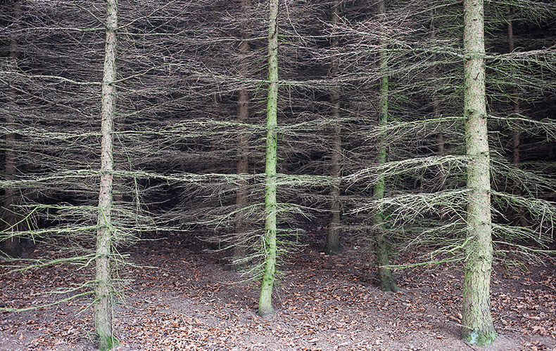 »Wir sind im Krisen-Modus« — Waldspaziergang mit raschelndem Laub