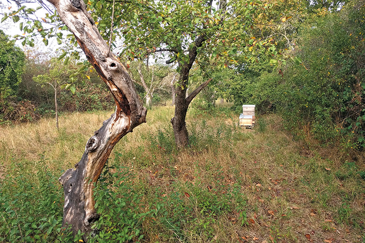 Foto: Jan Lüke Verwunschenes Fleckchen Großstadt: Die Streuobstwiese in Worringen ist Lebensraum für Menschen, Tiere und Pflanzen, Foto: Jan Lüke