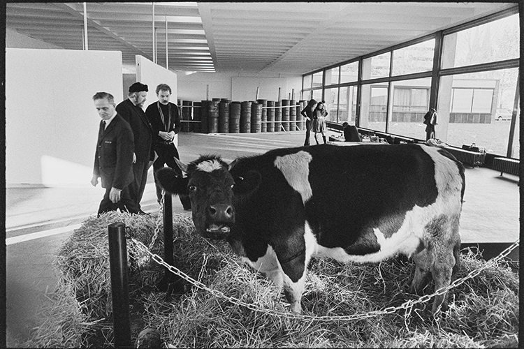 courtesy J. Paul Getty Trust Das brachte nicht nur Tierschützer auf die Palme: trächtige Kuh, präsentiert von Wolf Vostell, courtesy J. Paul Getty Trust
