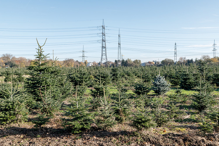 Foto: Jennifer Rumbach / Stadtrevue Schmucklos: Zukünftige Weihnachtsbäume am Gut Clarenhof in Frechen