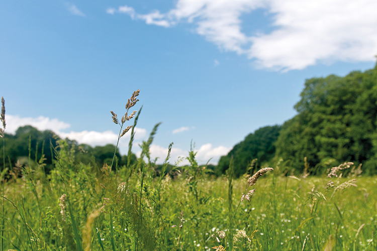 Foto: Dörthe Boxberg / Stadtrevue Die umstrittenste Grünfläche der Stadt: Gleueler Wiese