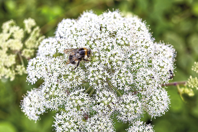 Foto: Thomas Schäkel / Stadtrevue Landen bisher nicht auf der Agenda der Landespolitik: Bienen und andere Insekten