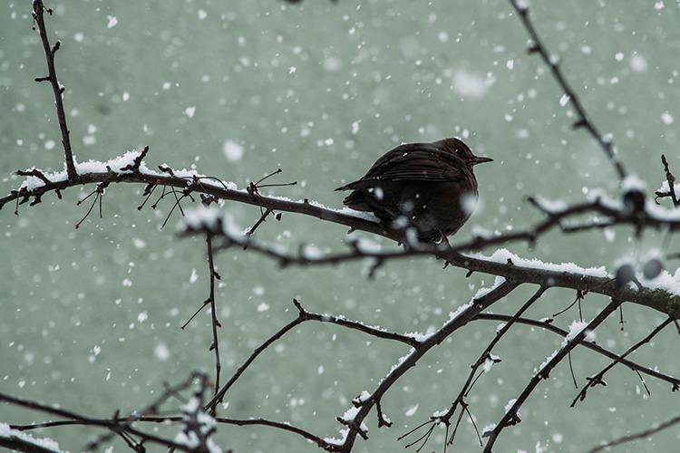 Zählobjekt bei der »Stunde der Wintervögel«: Amsel in ungeliebter Jahreszeit 