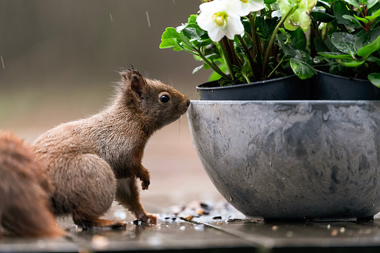 Foto: © Pexels, Ellen de Ruiter Auf dem Friedhof zuhause: Eichhörnchen mögen die Ruhe — und die vielen Wasserstellen, Foto: © Pexels, Ellen de Ruiter