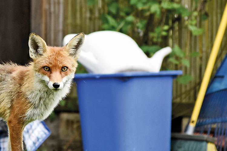 Foto: Sven Meurs Irgendwann weiß er, wer du bist: Fuchs mit Scharfblick