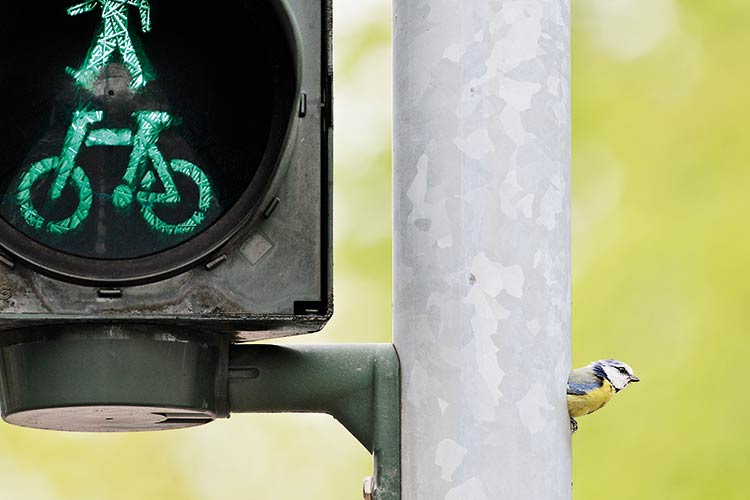 Foto: Sven Meurs Der Autolärm macht ihnen nichts: Blaumeisen bevorzugen Ampeln