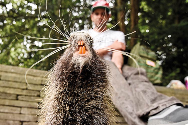 Foto: Sven Meurs Große Zähne, starker Kiefer: Nutrias sollte man nicht streicheln, Foto: Sven Meurs