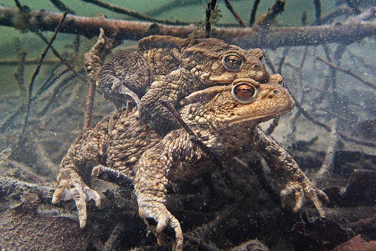 Foto: Sven von Loga Lebensraum Rhein: Erdkröten bei der Paarung, Foto: Sven von Loga