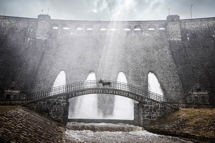 Gewaltige Eselsbrücke: »Eo« von Jerzy Skolimowski