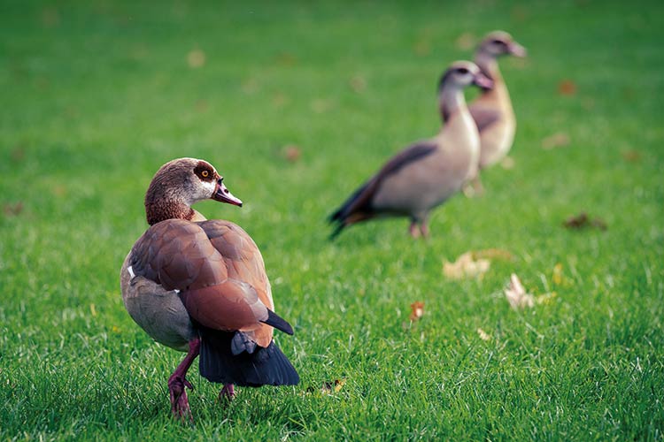 Foto: Dörthe Boxberg / Stadtrevue Liegewiesen sind vor ihnen nicht sicher: Nilgänse in Köln; Foto: Dörthe Boxberg