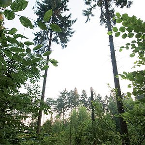 Wald im Hambacher Forst