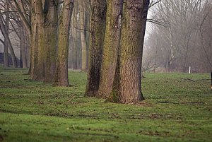 Bekommen von den Diskussionen nichts mit: Die Bäume an der Rheinuferstraße