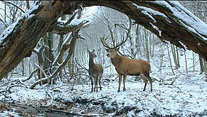 Zwei Hirsche in einer Schneelandschaft. Szene aus A Teströl és Lélekröl« von von Ildikó Enyedi