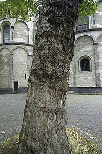Sichtbehinderung oder erhaltenswertes Grün? Platane an St. Aposteln