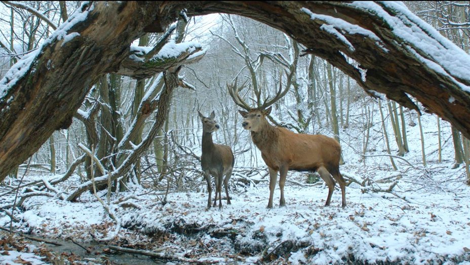Zwei Hirsche in einer Schneelandschaft. Szene aus A Teströl és Lélekröl« von von Ildikó Enyedi