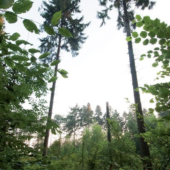 Wald im Hambacher Forst Wald im Hambacher Forst