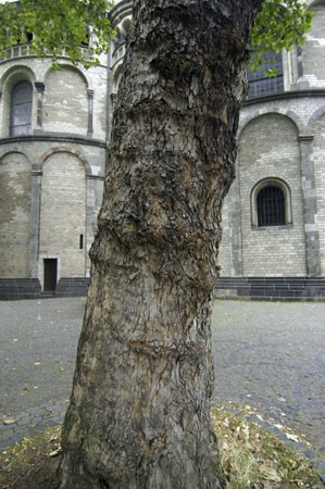 Sichtbehinderung oder erhaltenswertes Grün? Platane an St. Aposteln