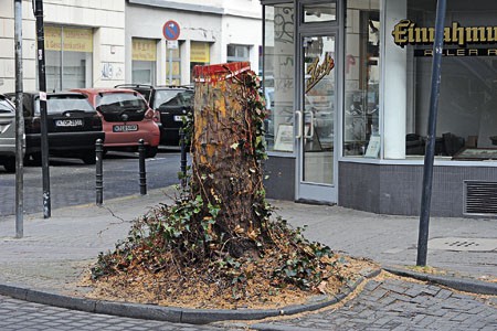 Kürzungen überall: Bäume an der Venloer Straße müssen neuem Verkehrskonzept weichen