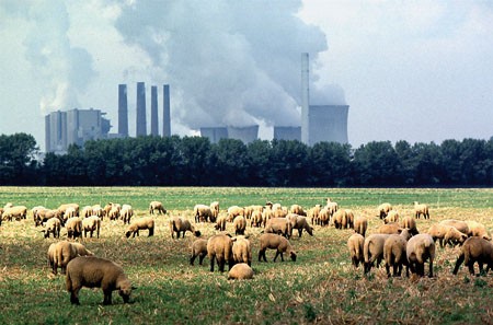 Industrie-Romantik mit Nutzvieh: Kölner wollen städtische Beteiligungen an Kohlekraftwerken stoppen